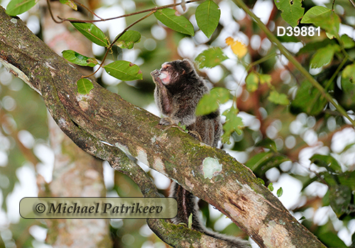 Black-tufted Marmoset (Callithrix penicillata)